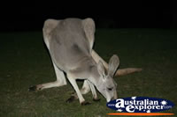 Grey kangaroo Feeding . . . CLICK TO ENLARGE