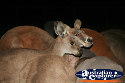 Red kangaroo . . . CLICK TO VIEW ALL KANGAROOS POSTCARDS
