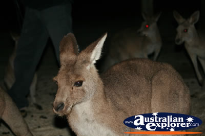 Baby Red kangaroo . . . CLICK TO VIEW ALL KANGAROOS POSTCARDS