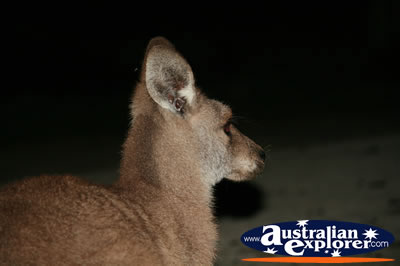 Side Shot of a kangaroo . . . VIEW ALL KANGAROOS PHOTOGRAPHS