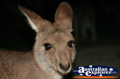 kangaroo Face Shot . . . CLICK TO VIEW ALL KANGAROOS POSTCARDS