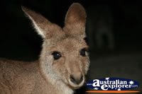 kangaroo Face Shot . . . CLICK TO ENLARGE