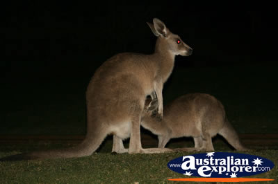 kangaroo Feeding . . . CLICK TO VIEW ALL KANGAROOS POSTCARDS