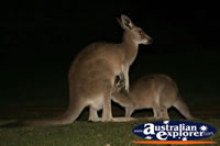 kangaroo Feeding . . . CLICK TO ENLARGE