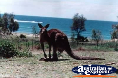 Kangaroo by the Beach . . . CLICK TO VIEW ALL KANGAROOS POSTCARDS