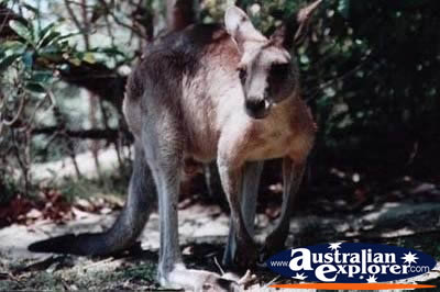 Close up of a Kangaroo . . . CLICK TO VIEW ALL KANGAROOS POSTCARDS