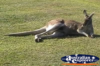 Tired Kangaroo . . . CLICK TO VIEW ALL KANGAROOS POSTCARDS