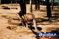 Kangaroo Playing . . . CLICK TO ENLARGE