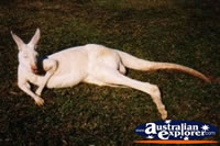 Albino Kangaroo . . . CLICK TO ENLARGE