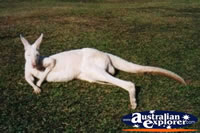 Kangaroo Albino Australia Zoo . . . CLICK TO ENLARGE