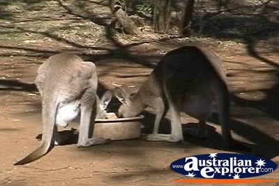 Thirsty Kangaroos . . . CLICK TO VIEW ALL KANGAROOS POSTCARDS