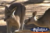 Close up of Kangaroos . . . CLICK TO ENLARGE