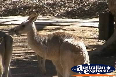 Kangaroos . . . CLICK TO VIEW ALL KANGAROOS POSTCARDS