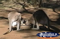 Thirsty Kangaroos . . . CLICK TO ENLARGE