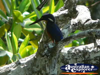 Kingfisher in Coopers Creek . . . CLICK TO ENLARGE