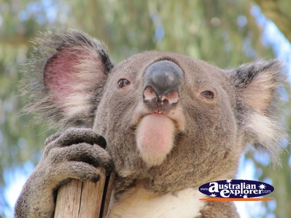 Koala . . . CLICK TO VIEW ALL KOALAS POSTCARDS