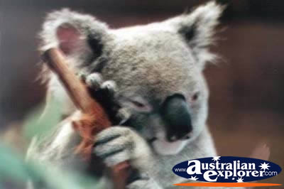 Koala . . . VIEW ALL KOALAS PHOTOGRAPHS