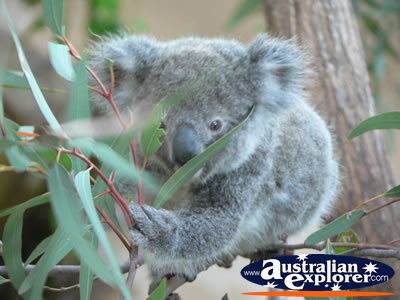 Baby Koala in a tree . . . CLICK TO VIEW ALL KOALAS POSTCARDS