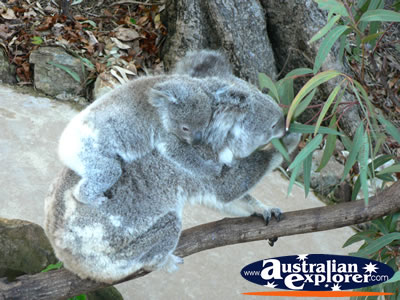 Koala with  Joey . . . CLICK TO VIEW ALL KOALAS POSTCARDS