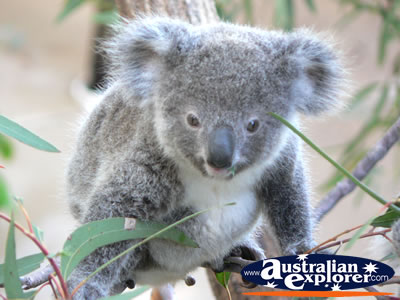 Baby Koala . . . VIEW ALL KOALAS PHOTOGRAPHS