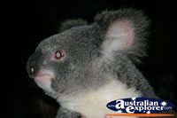 Australian koala . . . CLICK TO ENLARGE