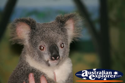 Tame Koala . . . CLICK TO VIEW ALL KOALAS POSTCARDS