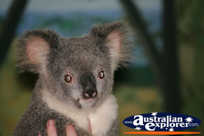 Tame Koala . . . VIEW ALL KOALAS PHOTOGRAPHS