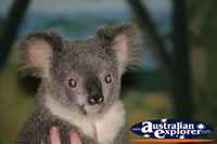 Tame Koala . . . CLICK TO ENLARGE