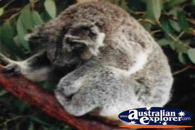Koala in Tree . . . VIEW ALL KOALAS PHOTOGRAPHS