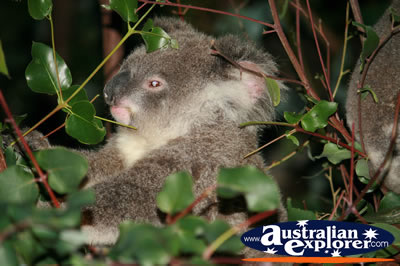 Koala Eating . . . CLICK TO VIEW ALL KOALAS POSTCARDS
