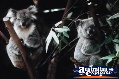 Koalas in Trees . . . VIEW ALL KOALAS PHOTOGRAPHS