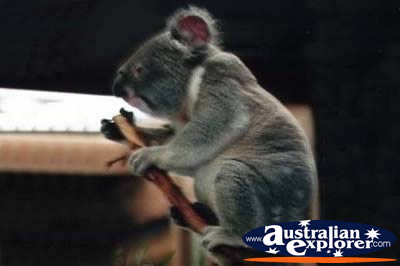 Cute Koala . . . CLICK TO VIEW ALL KOALAS POSTCARDS