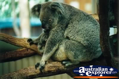Koala Resting . . . VIEW ALL KOALAS PHOTOGRAPHS