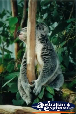 Resting Koala . . . CLICK TO VIEW ALL KOALAS POSTCARDS