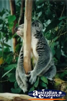Resting Koala . . . CLICK TO ENLARGE