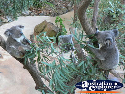 Group of Koalas in a tree . . . CLICK TO VIEW ALL KOALAS POSTCARDS
