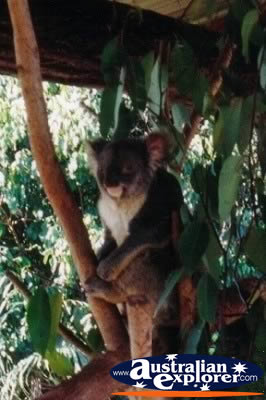 Koala Australia Zoo . . . CLICK TO VIEW ALL KOALAS POSTCARDS