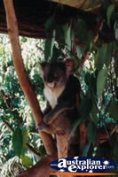 Koala Australia Zoo . . . CLICK TO ENLARGE