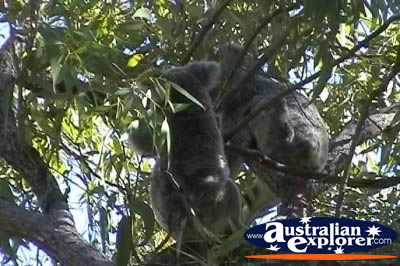 Koalas at Magnetic Island . . . CLICK TO VIEW ALL KOALAS POSTCARDS