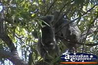 Koalas at Magnetic Island . . . CLICK TO ENLARGE