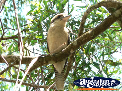 Kookaburra in tree in the Glasshouse Mountains . . . CLICK TO VIEW ALL LAUGHING KOOKABURRAS POSTCARDS