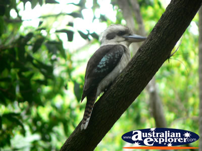 Kookaburra in a tree . . . CLICK TO VIEW ALL LAUGHING KOOKABURRAS POSTCARDS