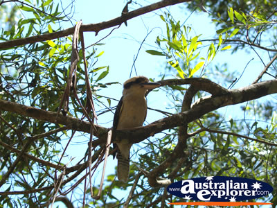 Kookaburra high in a tree . . . VIEW ALL LAUGHING KOOKABURRAS PHOTOGRAPHS