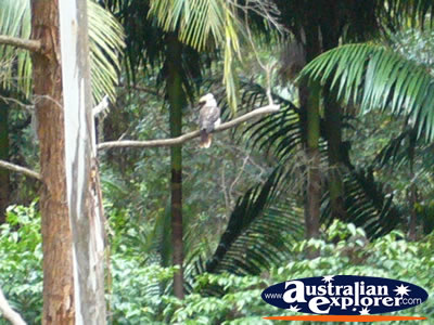 Australian Kookaburra . . . VIEW ALL LAUGHING KOOKABURRAS PHOTOGRAPHS