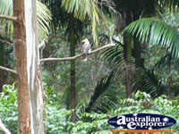 Australian Kookaburra . . . CLICK TO ENLARGE