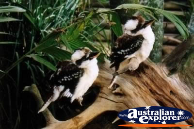 Cute Kookaburras . . . CLICK TO VIEW ALL LAUGHING KOOKABURRAS POSTCARDS