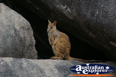 Peaceful Rock Wallaby . . . VIEW ALL ROCK WALLABIES PHOTOGRAPHS