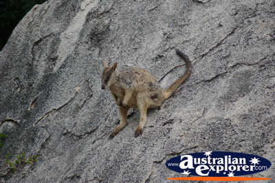 Standing Rock Wallaby . . . CLICK TO VIEW ALL ROCK WALLABIES POSTCARDS