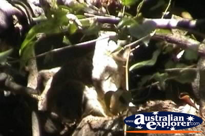 Mareeba Rock Wallaby . . . VIEW ALL WALLAROOS PHOTOGRAPHS