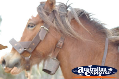 Brown Horse with Neck Bell . . . CLICK TO VIEW ALL HORSES POSTCARDS
